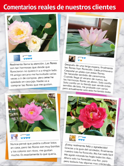 Premium Wasser-Lotosblume | Ohne Erde züchten | Natürlicher Raumduft | 200 Tage Blüte 🌸💦