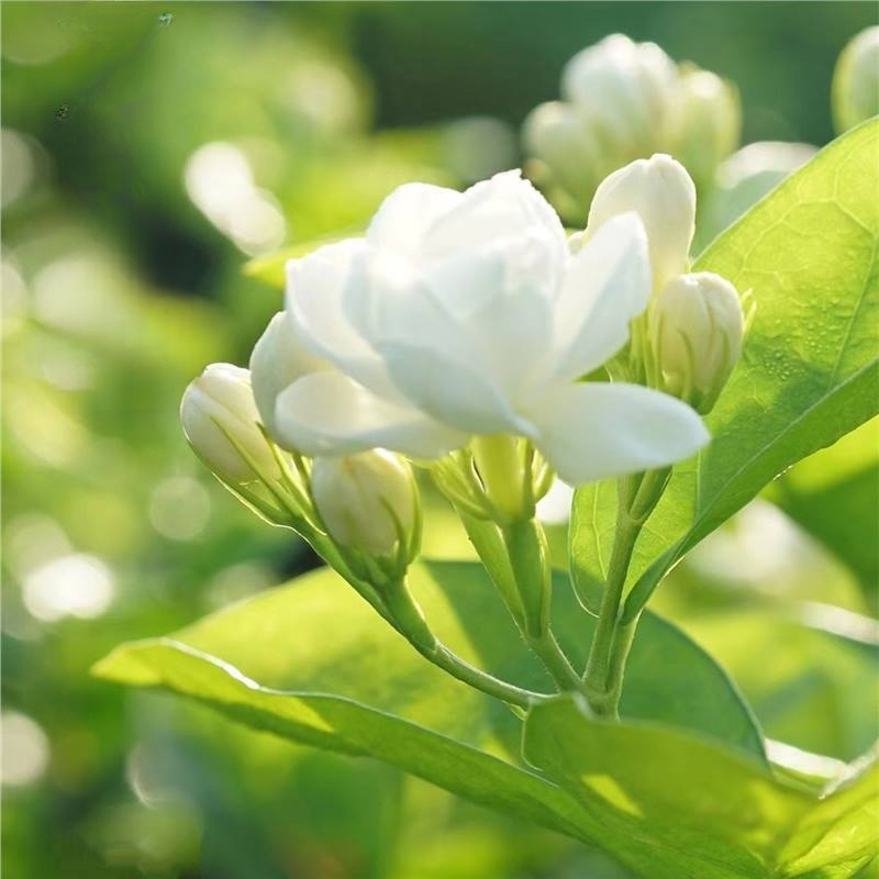 Super Fragrant Double-Petal Jasmine Flower Seeds