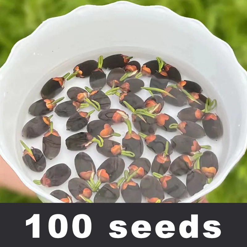 【Limited-Time 50% Off】Decorative Hydroponic Bowl Lotus - Suitable for Year-Round Planting