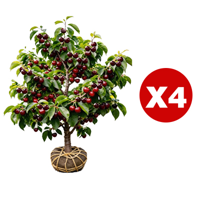 【Free UK-wide delivery】Short-stemmed cherry seedlings