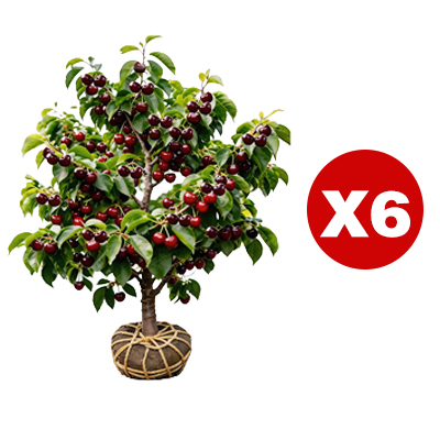 【Free UK-wide delivery】Short-stemmed cherry seedlings