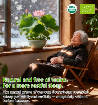 Home ornamental lotus seeds