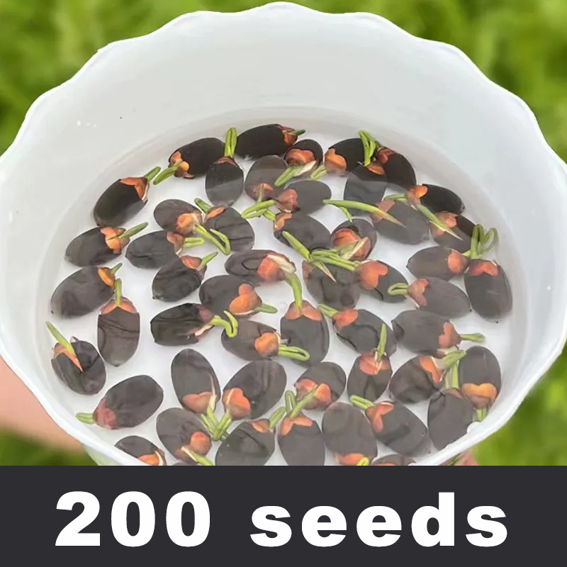 【Limited-Time 50% Off】Decorative Hydroponic Bowl Lotus - Suitable for Year-Round Planting