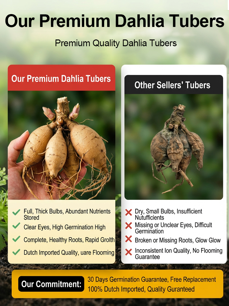 【Base Direct Sales】Four Seasons Blooming Double Dahlia Bulbs