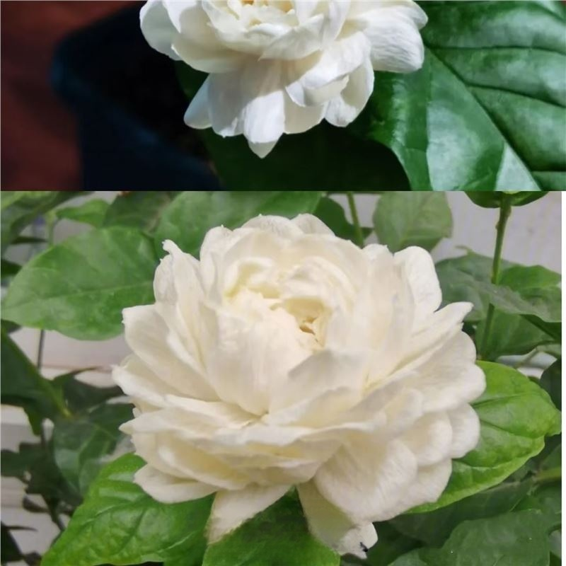 Super Fragrant Double-Petal Jasmine Flower Seeds