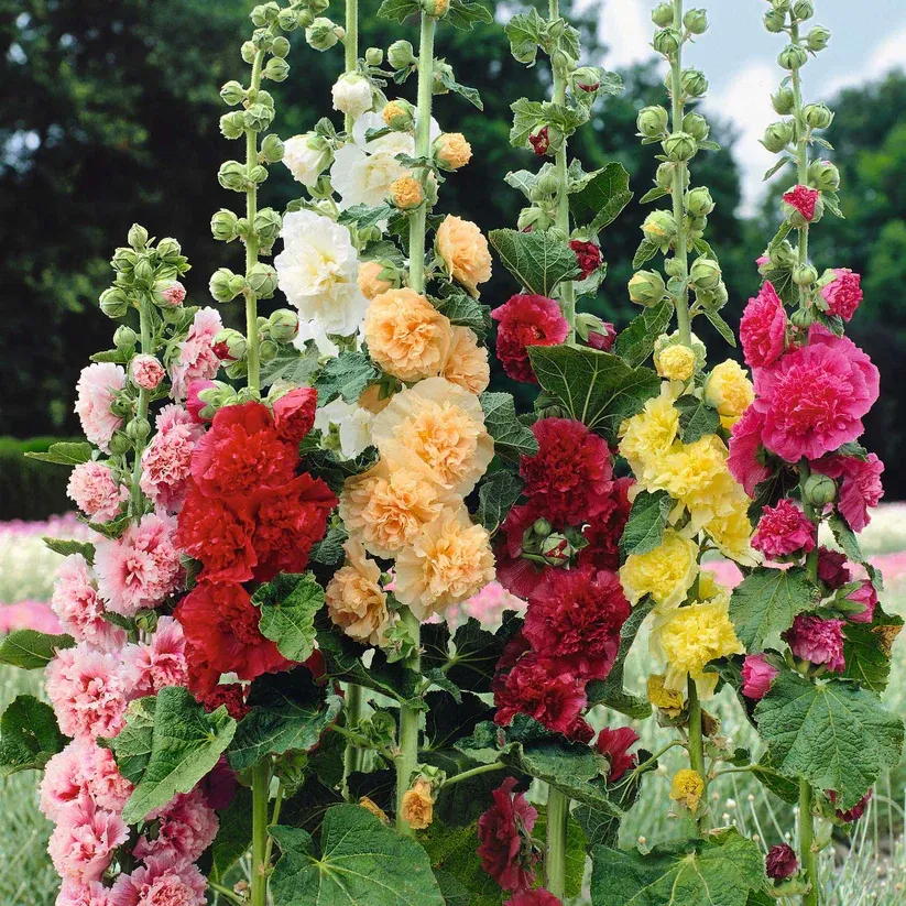600Pcs Double Bloom Hollyhock Seeds Perennial Ornamental Flowers for Balcony and Yard