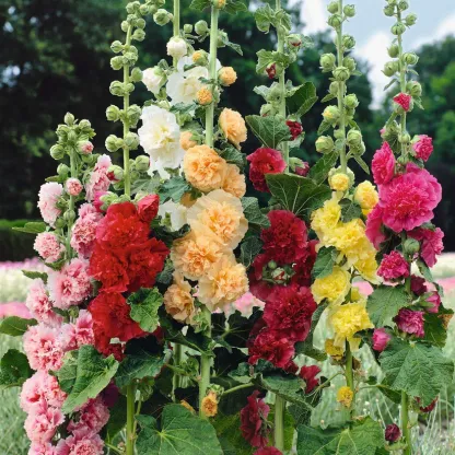 600Pcs Double Bloom Hollyhock Seeds Perennial Ornamental Flowers for Balcony and Yard