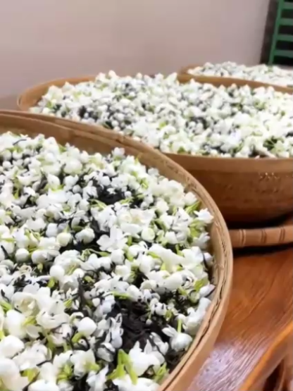Super Fragrant Double-Petal Jasmine Flower Seeds