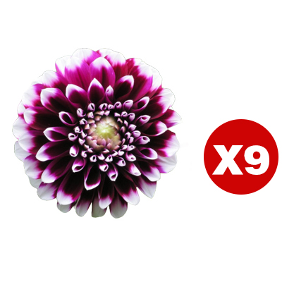 【Base Direct Sales】Four Seasons Blooming Double Dahlia Bulbs