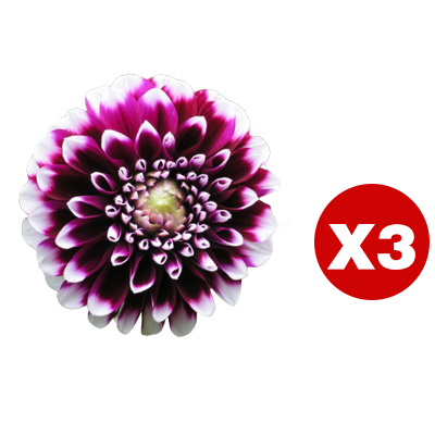【Base Direct Sales】Four Seasons Blooming Double Dahlia Bulbs