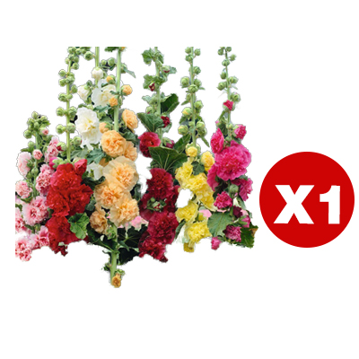 600Pcs Double Bloom Hollyhock Seeds Perennial Ornamental Flowers for Balcony and Yard