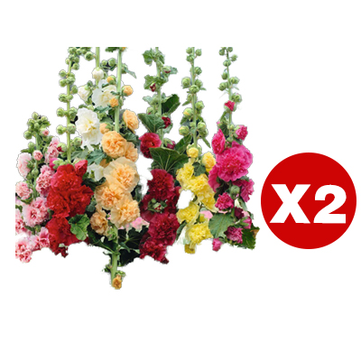 600Pcs Double Bloom Hollyhock Seeds Perennial Ornamental Flowers for Balcony and Yard