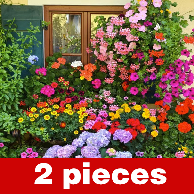 [Four Seasons Blooming] Flower Sea Combination Seeds