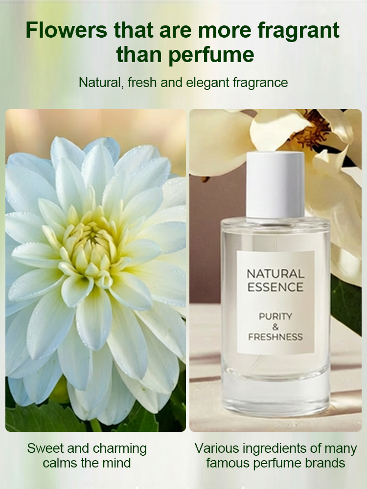 【Base Direct Sales】Four Seasons Blooming Double Dahlia Bulbs