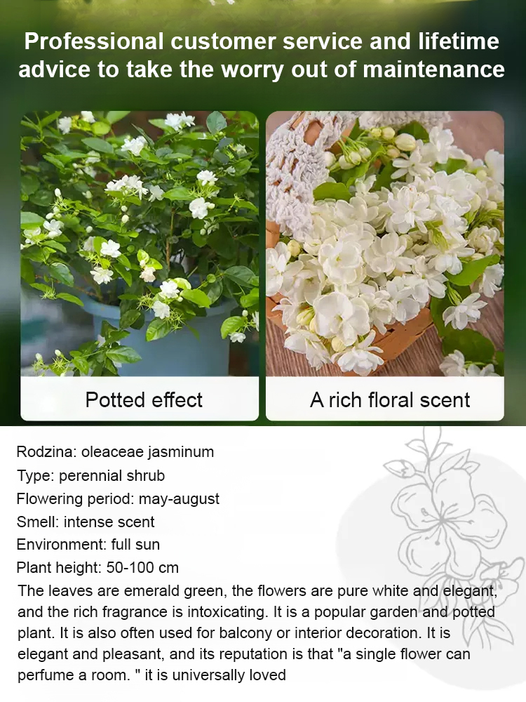 Super Fragrant Double-Petal Jasmine Flower Seeds