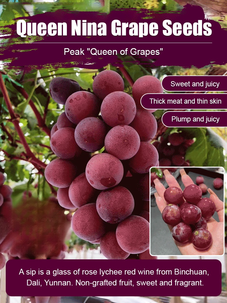 【Naturally Aromatic】Queen Nina Grape Seeds