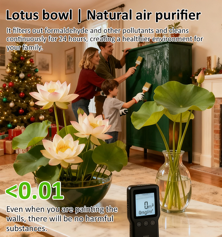 Home ornamental lotus seeds