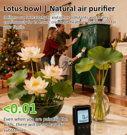 Home ornamental lotus seeds