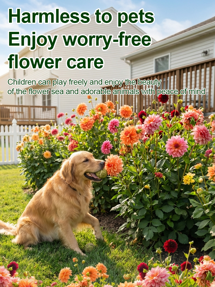 【Base Direct Sales】Four Seasons Blooming Double Dahlia Bulbs