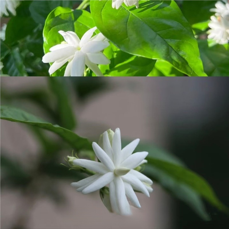 Super Fragrant Double-Petal Jasmine Flower Seeds