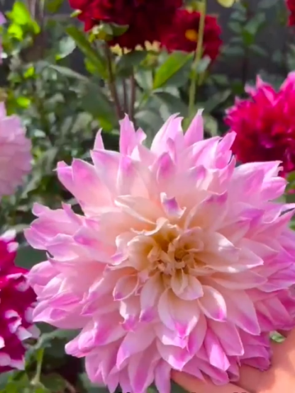 【Base Direct Sales】Four Seasons Blooming Double Dahlia Bulbs