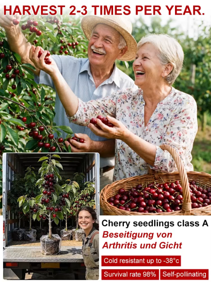 【🌳Dwarf Giant Cherry Saplings】✨Bears fruit in the planting year -🍒Each tree can produce 20 kilograms of fruit -👍Highly disease-resistant, suitable for any soil and climate -🤤Thin-skinned, thick-fleshed, sweet, and juicysweet and juicy