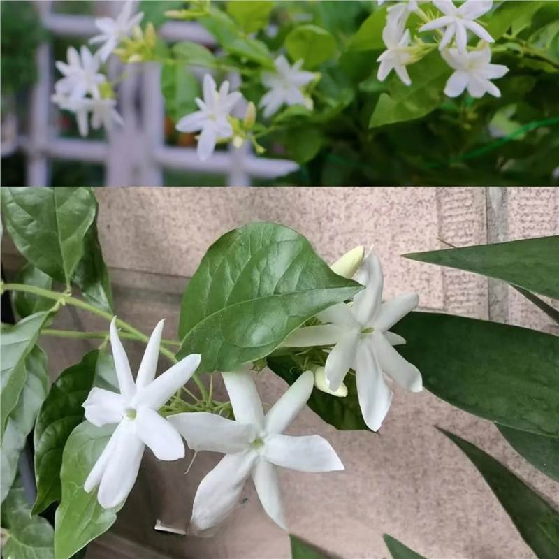 Super Fragrant Double-Petal Jasmine Flower Seeds
