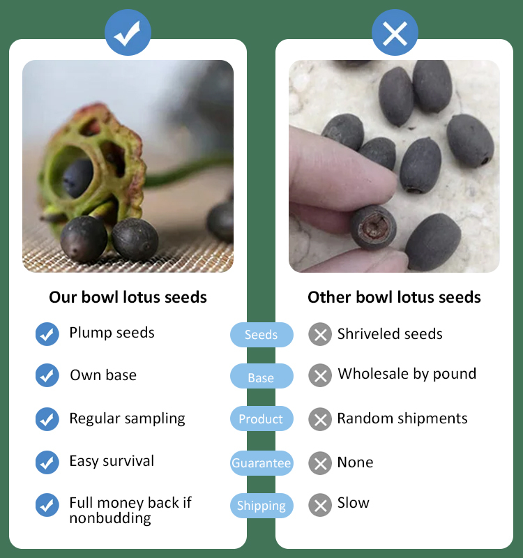 Home ornamental lotus seeds