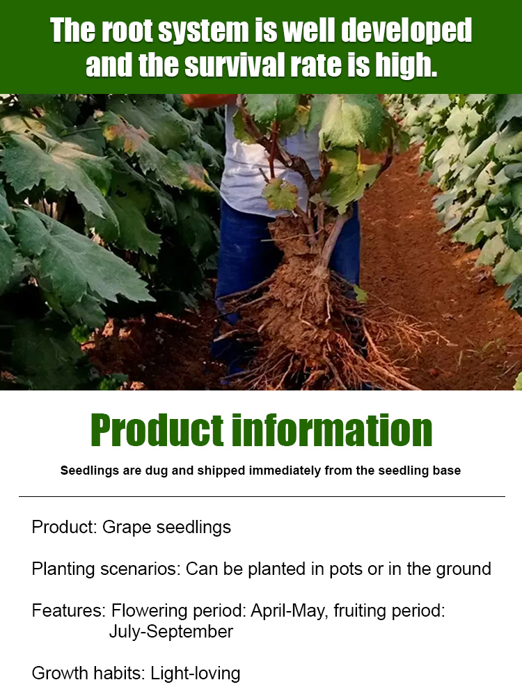 【Naturally Aromatic】Queen Nina Grape Seeds