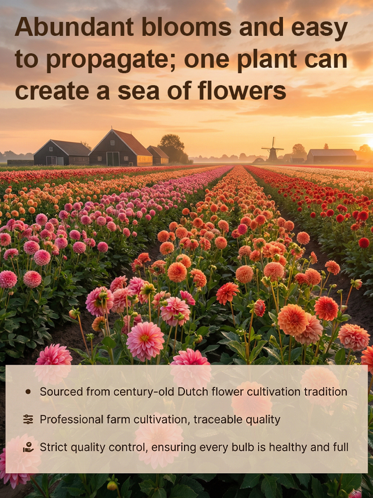 【Base Direct Sales】Four Seasons Blooming Double Dahlia Bulbs