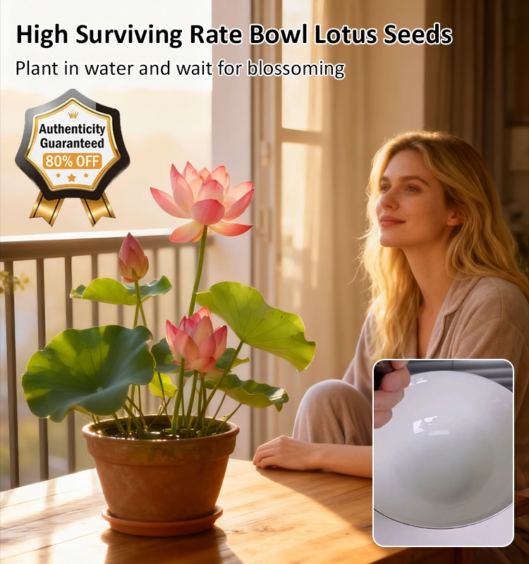 Home ornamental lotus seeds