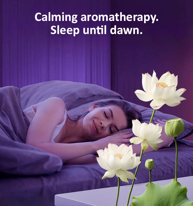 Home ornamental lotus seeds