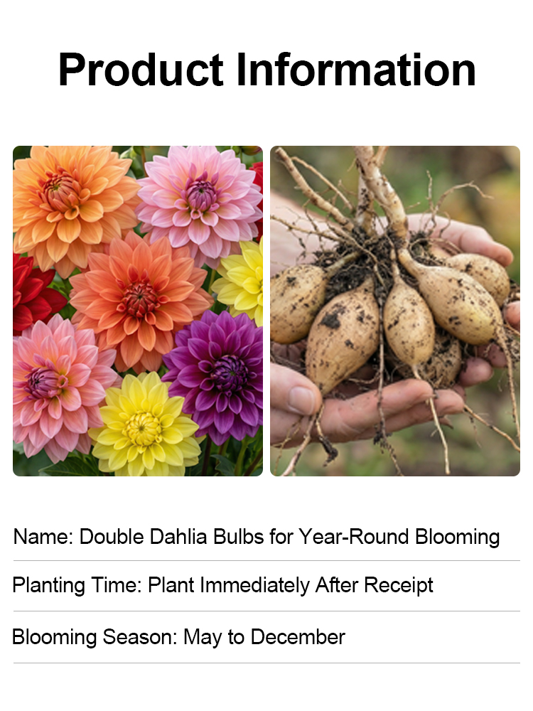 【Base Direct Sales】Four Seasons Blooming Double Dahlia Bulbs