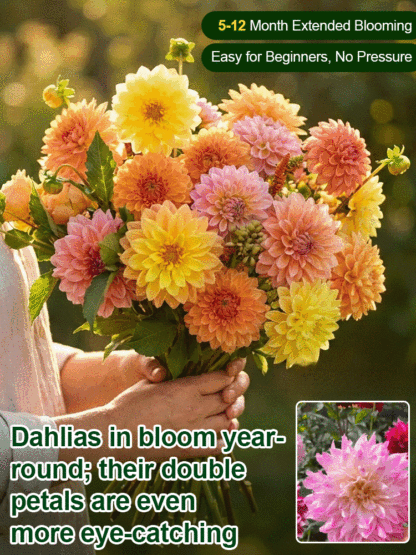 【Base Direct Sales】Four Seasons Blooming Double Dahlia Bulbs