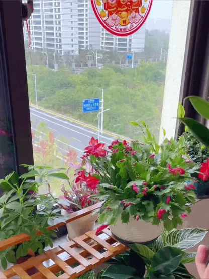 Golden Diamond Green Plants