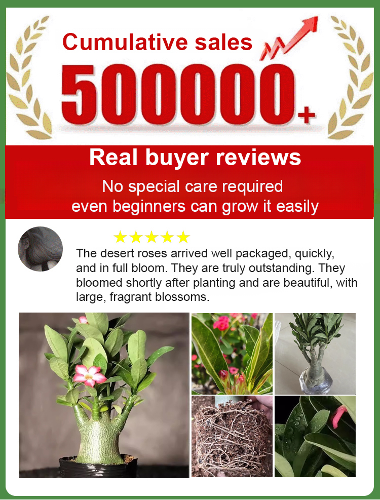 翻译件-SL-【浇水就活100年】沙漠玫瑰种球花-1267950-系统_01.jpg