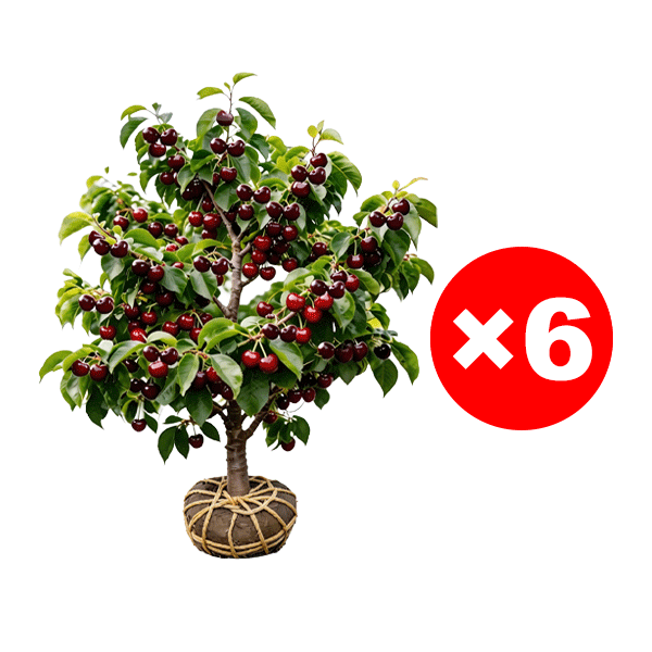 4-in-1 Grafted Premium Columnar Cherry tree –Perfect for novices！
