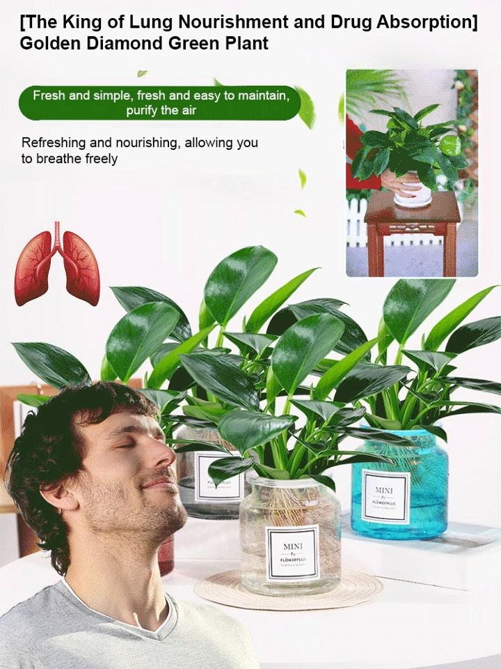 Golden Diamond Green Plants