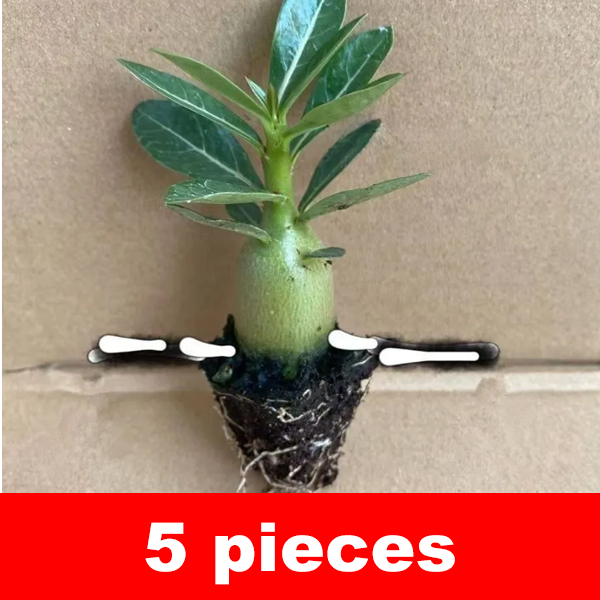 Desert Rose Bulb Flower – "Just Water to Thrive for 100 Years