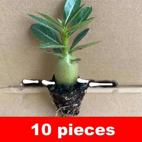 Desert Rose Bulb Flower – "Just Water to Thrive for 100 Years