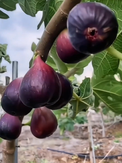[Enjoy fresh fruit daily] Fig seedlings imported from Greece