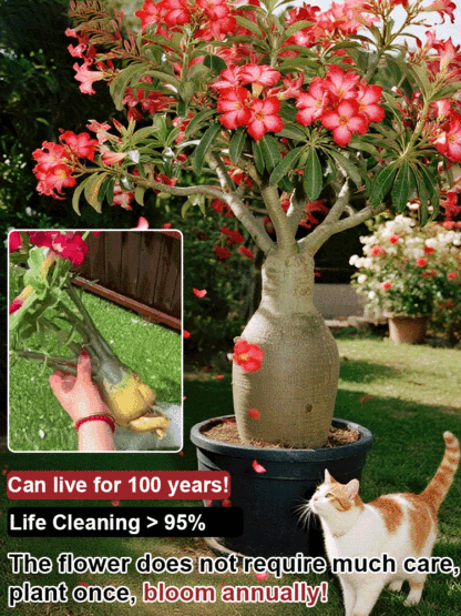 Desert Rose Bulb Flower – "Just Water to Thrive for 100 Years