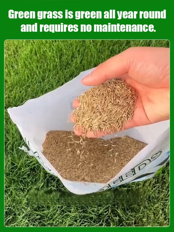 7-day germination lawn seeds