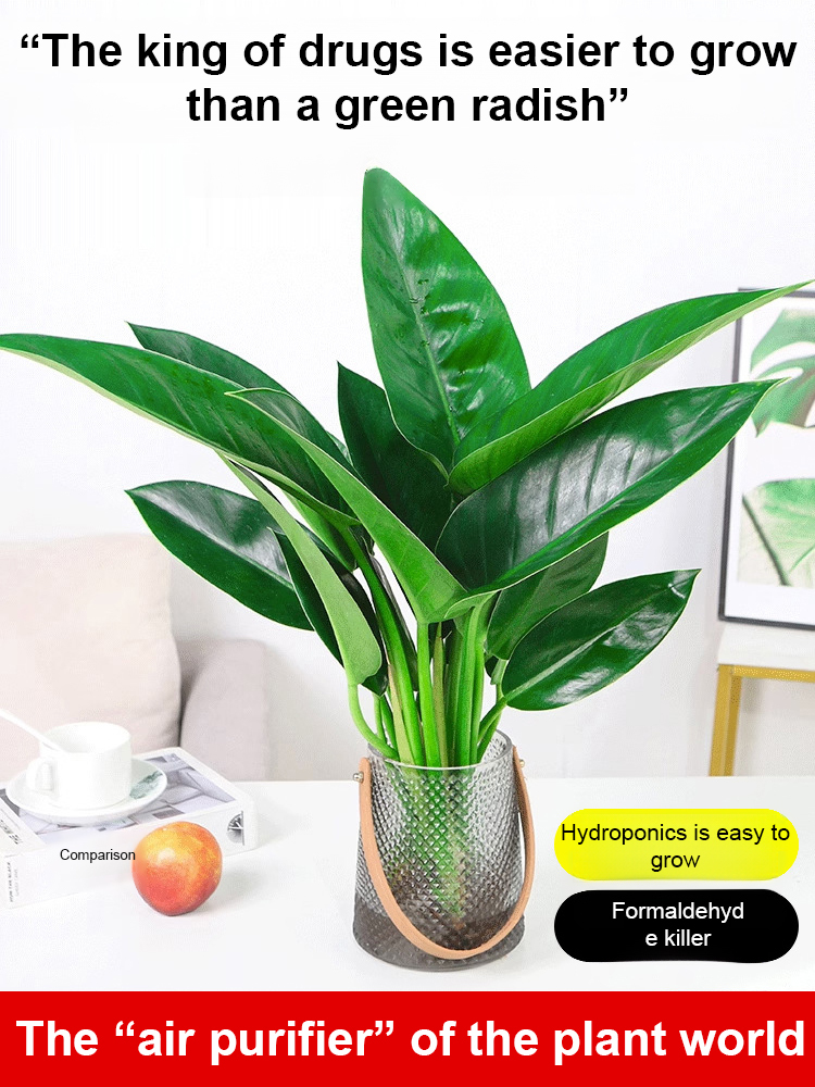 Golden Diamond Green Plants