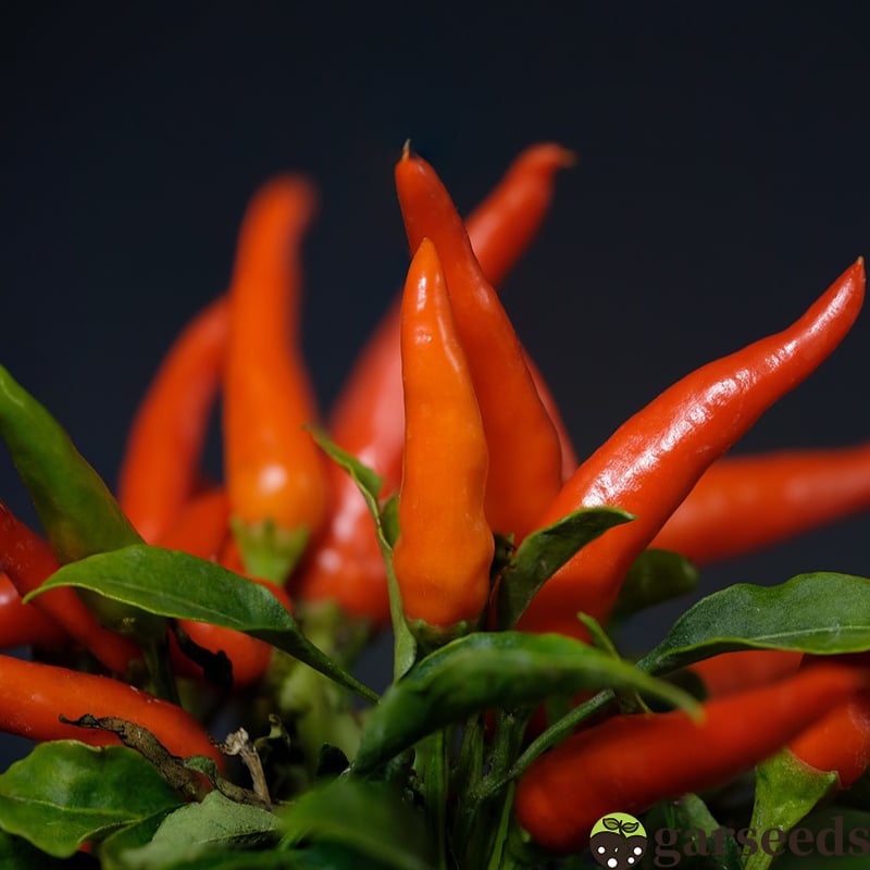 🔥All-year-round Beauty Chili Pepper Seeds🌶️Fruiting rate up to 98%!