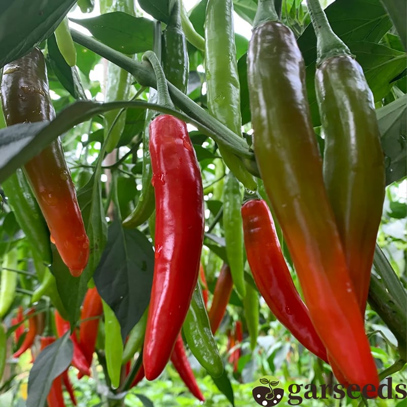 🔥All-year-round Beauty Chili Pepper Seeds🌶️Fruiting rate up to 98%!