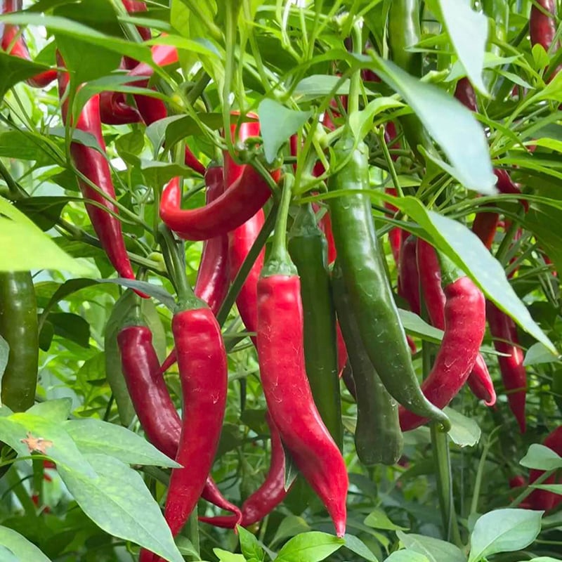 🔥All-year-round Beauty Chili Pepper Seeds🌶️Fruiting rate up to 98%!