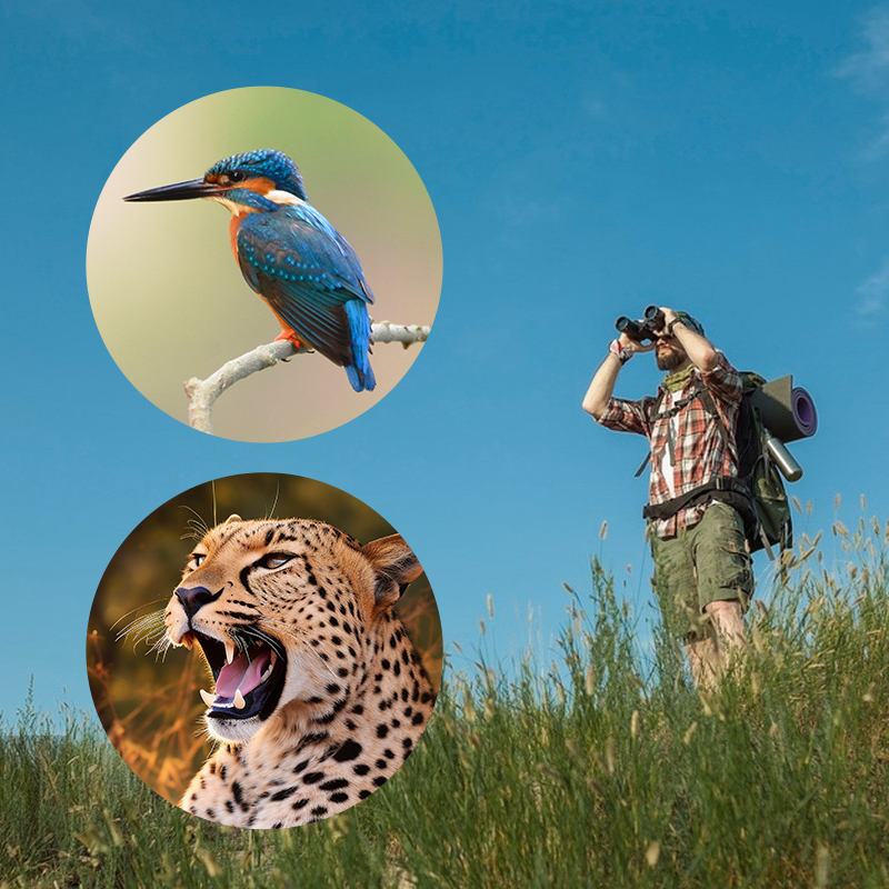 Bosco Apex HD-X1 12x50 ED verrekijker