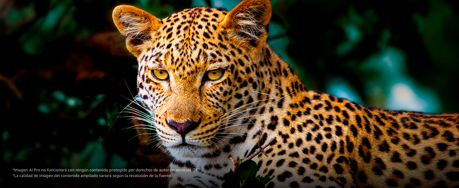 A leopard image with good contrast and clarity shows how AI Picture Pro enhances resolution