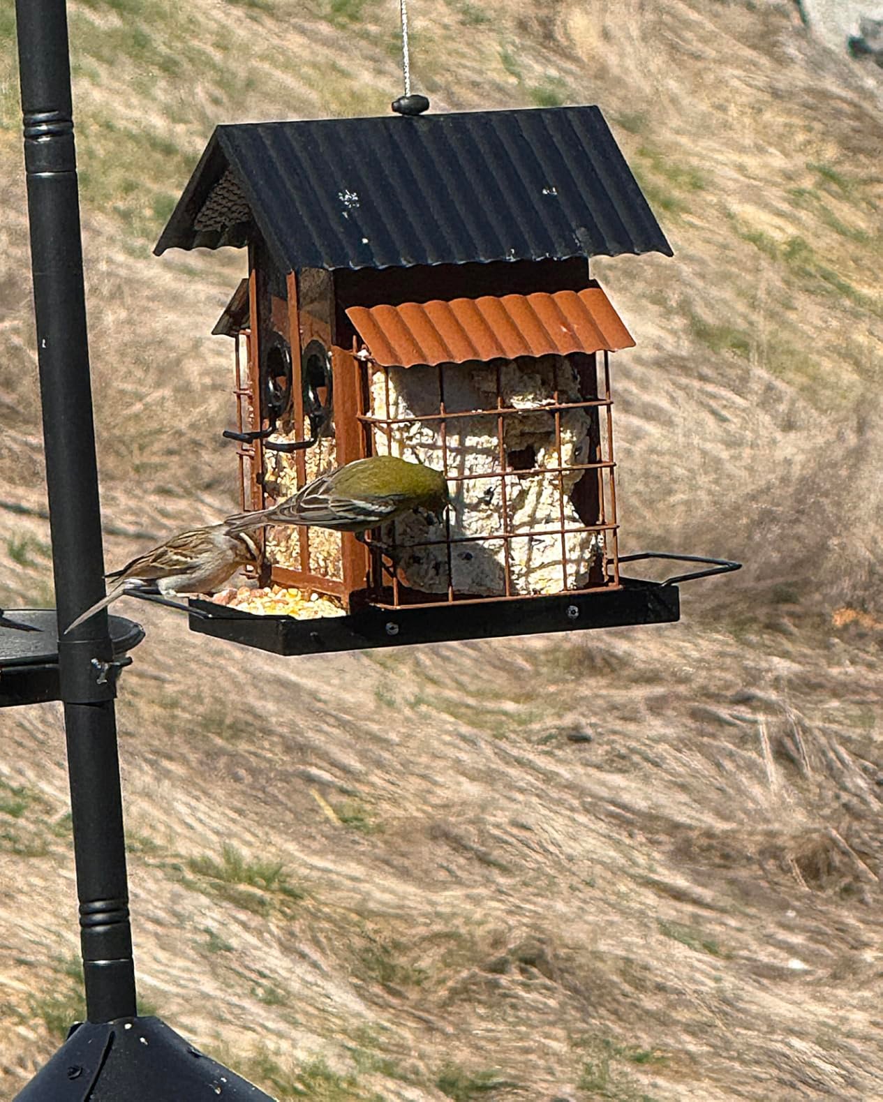 Great Bird Feeder!